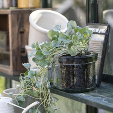 Afbeelding in Gallery-weergave laden, Glazen pot
